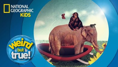 ناشيونال جيوغرافيك كيدز أبو ظبي