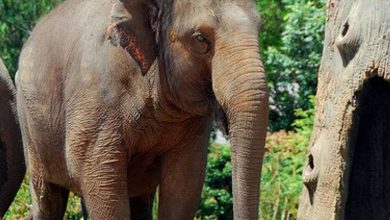 أنواع مهددة بالانقراض