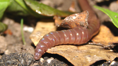 المخلوقات الحيه التي تحلل بقايا النباتات والحيوانات واجسامها الميته تسمى