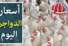 بورصة الدواجن اليوم