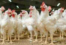 أسعار الدواجن والبانيه والبيض اليوم