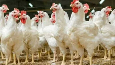 أسعار الفراخ والبيض