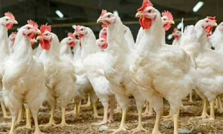 أسعار الفراخ والبيض