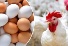 أسعار الفراخ البيضاء والحمراء