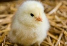 سعر الكتكوت الأبيض اليوم