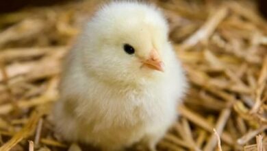 سعر الكتكوت الأبيض اليوم