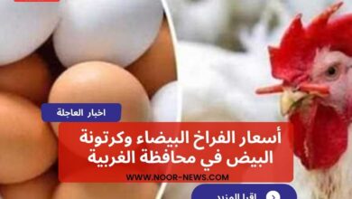 أسعار الفراخ البيضاء وكرتونة البيض
