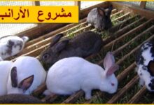 مشروع تربية الارانب بالمنزل
