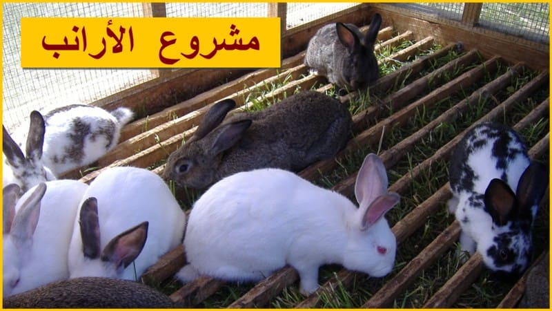 مشروع تربية الارانب بالمنزل